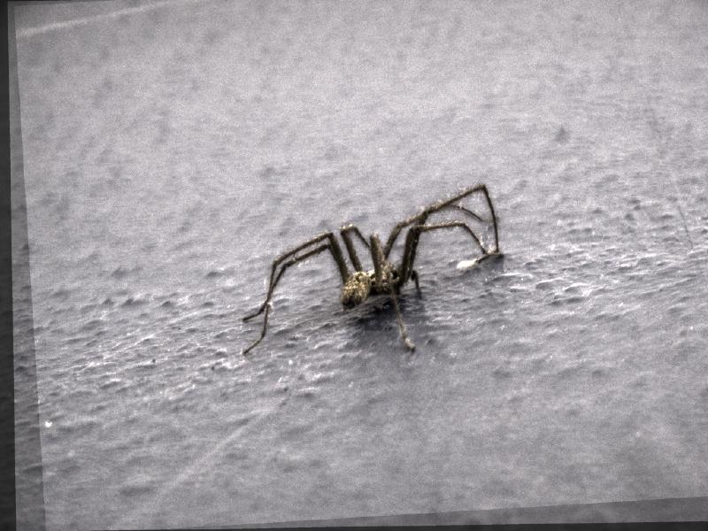spiderhdr.jpg